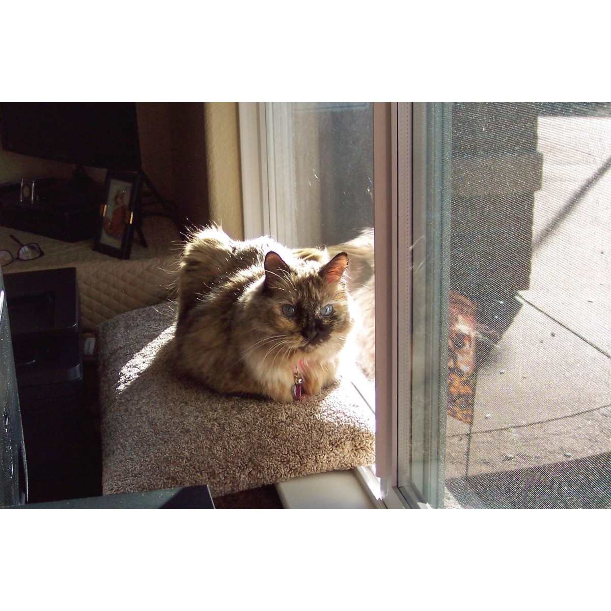 Carpeted Cat Window Perch for Large Cats